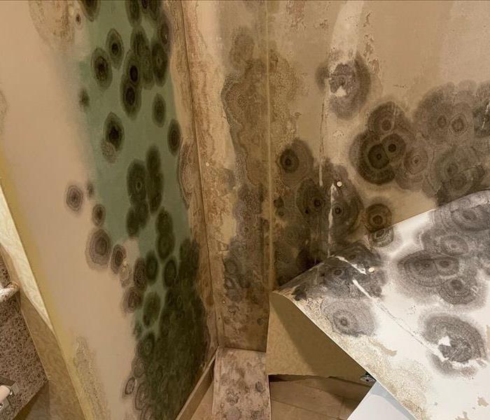 Affected wall with Mold 