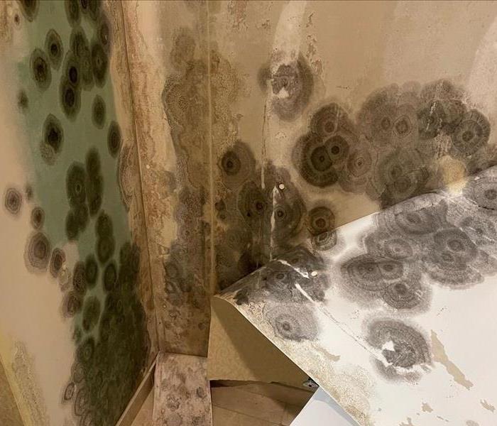 Affected room of mold and wallpaper